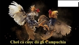Đá gà trực tiếp campuchia với nhiều kinh nghiệm vốn có từ nhà cái