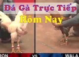Review đánh giá về đá gà trực tiếp hôm nay có nên chơi không?