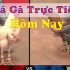 Đá gà trực tiếp thomo- Làm sao để đặt cược đá gà chuyên nghiệp nhất